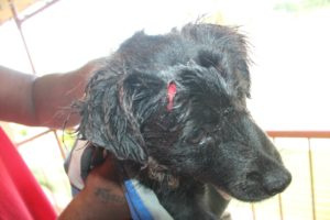 animal-cruelty-aureo-diaz-heights-housing-community2