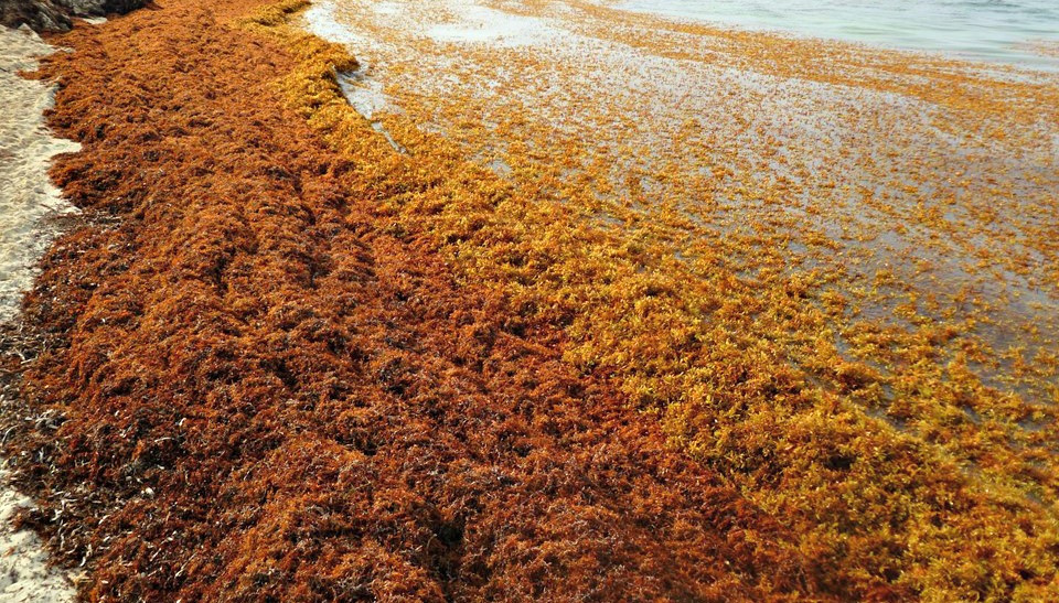 DPNR And EPA Working To Eliminate Sargassum Stench In Red Hook