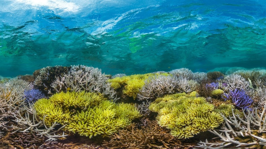 Documentary 'Chasing Corals' To Be Shown Three Times In Territory Next Month