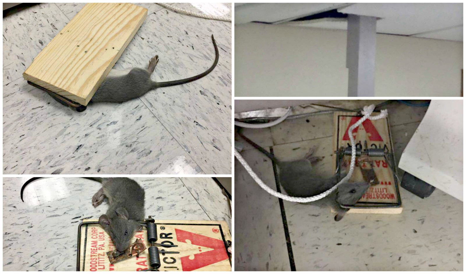 Dept. Of Labor Office In St. Thomas Has Reoccurring Rat Problem, Where Gov't Pays $22,000 Monthly In Rent