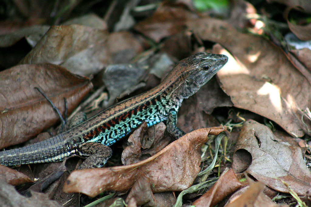 National Park Service's 'Saving The Native St. Croix Ground Lizard' Talk Happens On Thursday