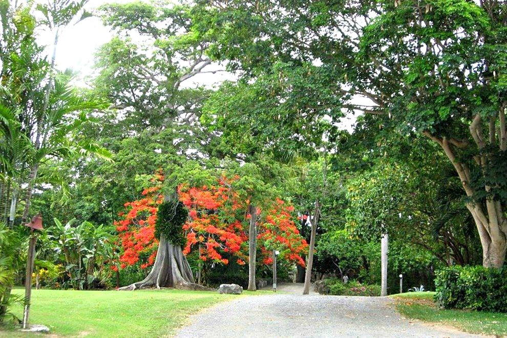 Bill To Create Law Aimed At Protecting Native Trees Passes First Hurdle