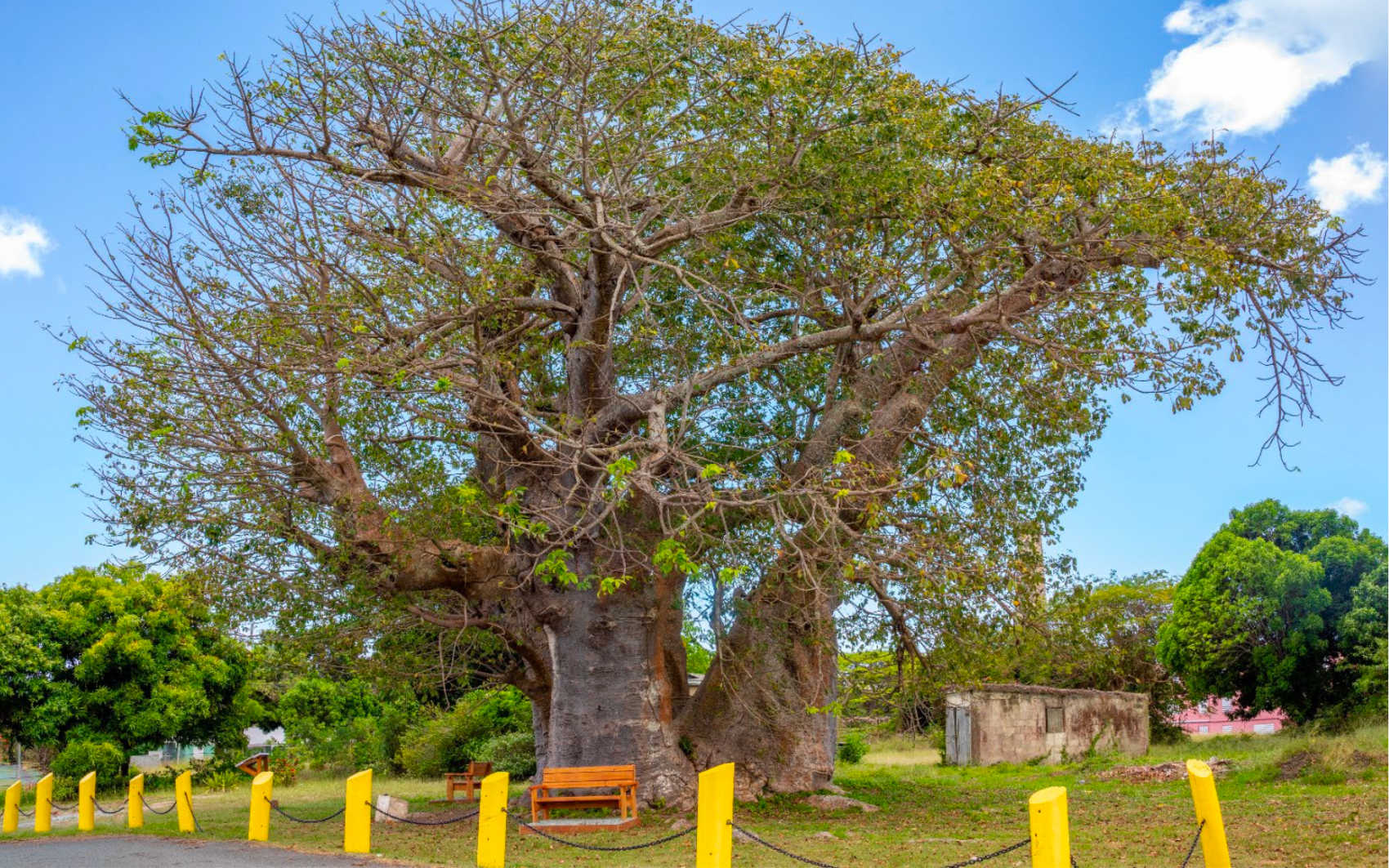 Historic Estate Grove Baobab Tree Site Restored Through Community ...