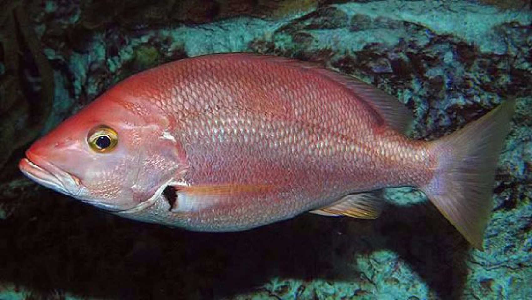 DPNR Announces Snapper Fishing Ban Through December; Whelk Harvest Season Reopens