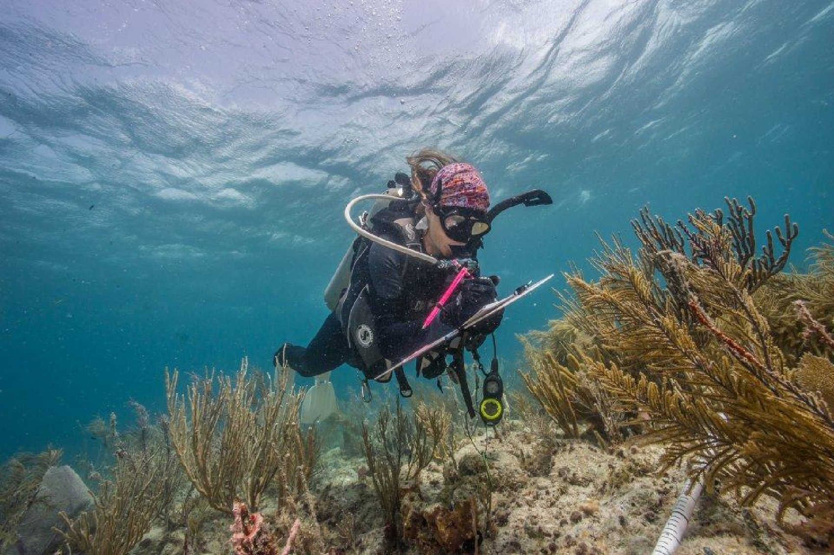 An EPA scientist conducts an underwater coral survey in St. John. EPA has awarded $349,484 for continued USVI water-quality studies and pollution-limit work under court-ordered deadlines.