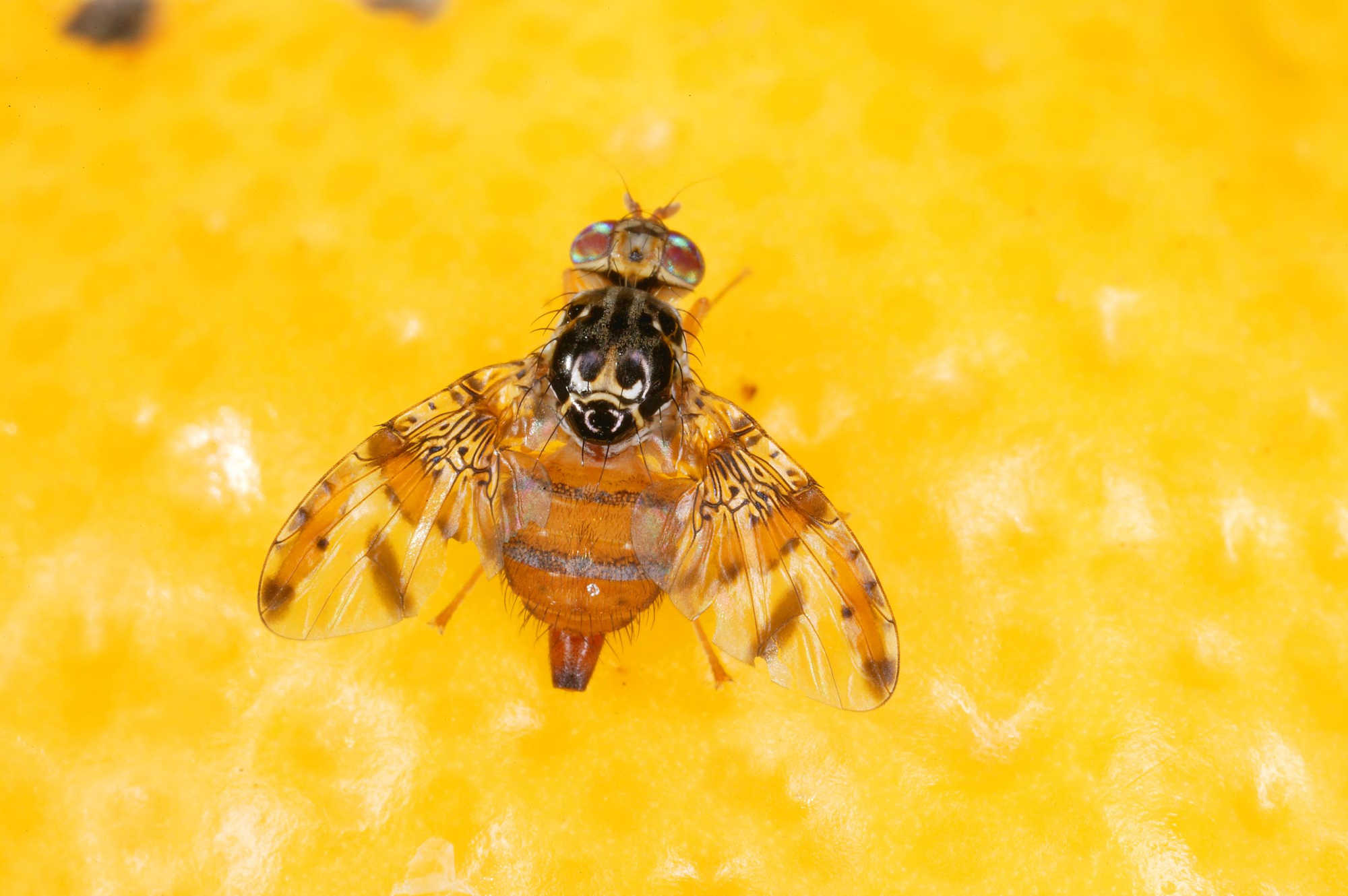 A USDA Mediterranean fruit fly trap used to monitor the invasive pest. St. Croix is under its first federal Medfly quarantine as USDA moves ahead with an eradication program.