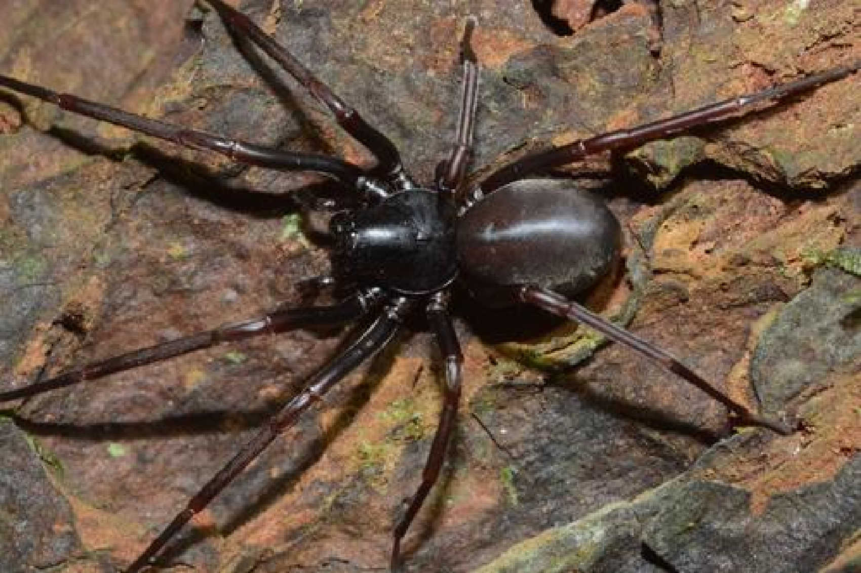 A spider photographed on St. Thomas in 2023, tentatively identified as belonging to the genus Ummidia. The sighting contributed to federal research documenting previously unrecorded spider types in the USVI and Puerto Rico.