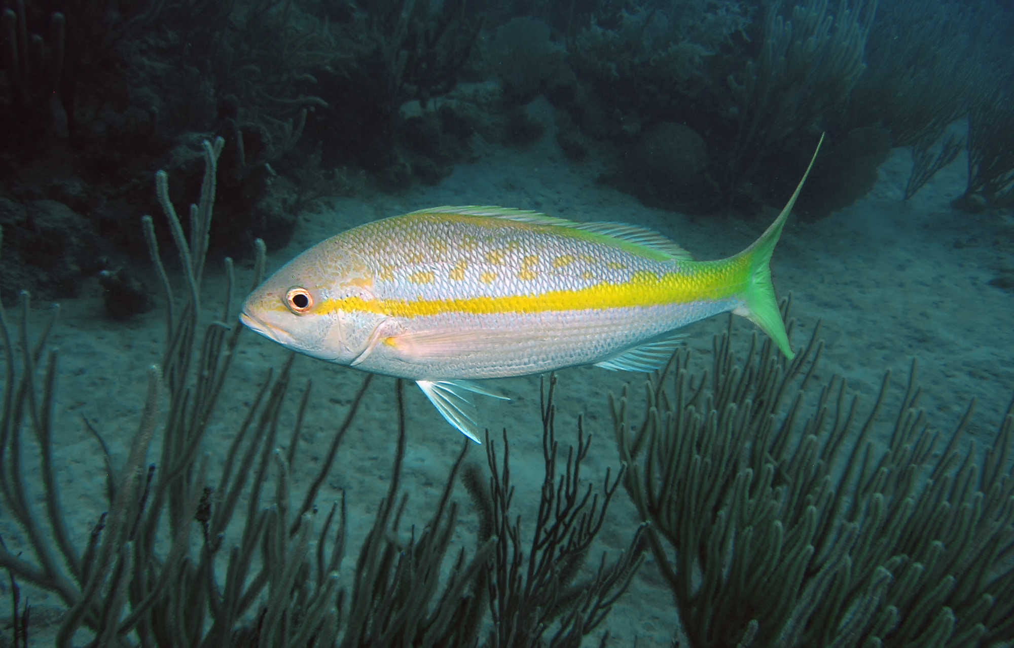 DPNR Sets New 12-Inch Minimum Size Rule for Yellowtail Snapper Across USVI Waters